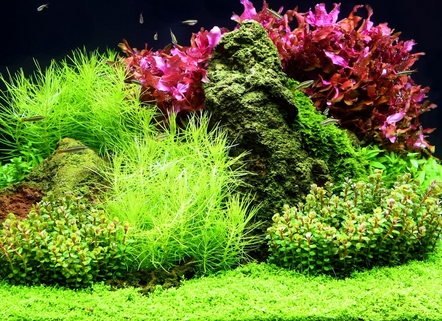 la-fertilisation-au-co2-des-plantes-d-aquarium-le-guide-pour-tout-comprendre